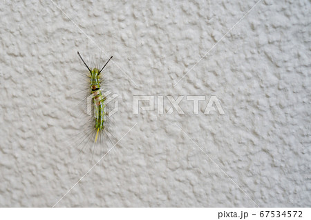 昆虫 芋虫 幼虫 怖いの写真素材