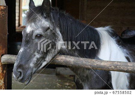 横顔 馬 黒馬 馬場の写真素材