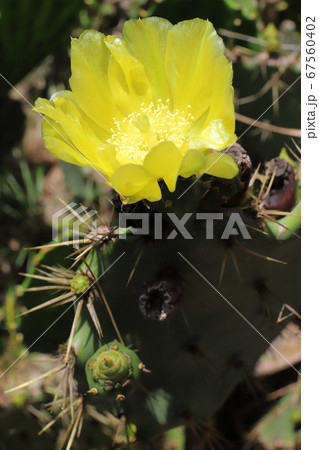 ウチワサボテンの花の写真素材