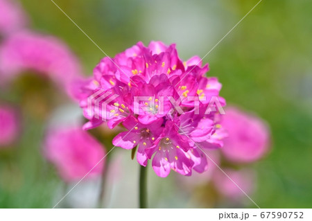 丸い ピンク 花 ピンクの丸い花の写真素材