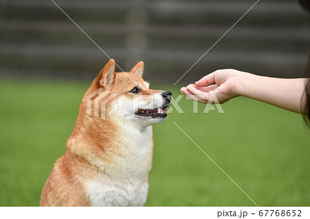秋田犬 柴犬の写真素材 秋田犬 柴犬の写真素材