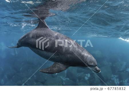 イルカ かわいいの写真素材