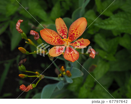 ぬばたま 植物の写真素材