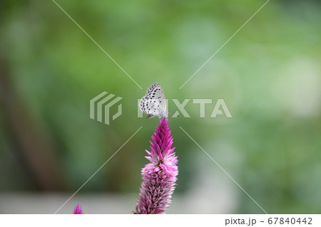 赤紫の尖った花の写真素材