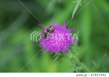 セイヨウオニアザミの花の写真素材