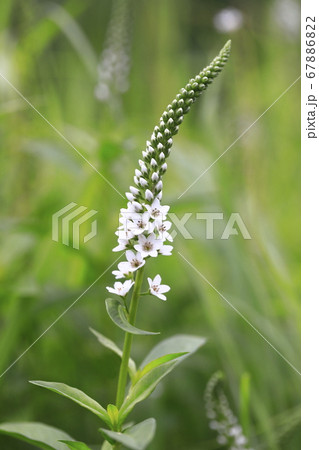 画像をダウンロード 虎の尾 花 白 虎の尾 花 白 Success Bloggah30