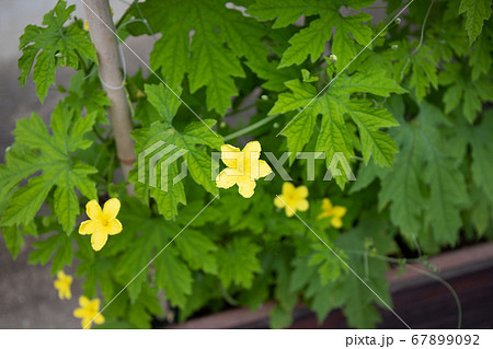 ヘチマ 花 黄色 植物の写真素材