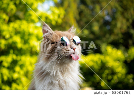 ねこ ネコ 猫 サングラスの写真素材