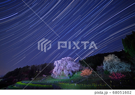 又兵衛桜 本郷 夜さくら 夜サクラの写真素材