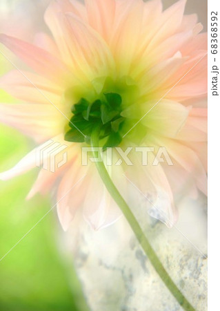 メキシコの国花の写真素材