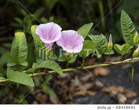 昼顔 花の写真素材