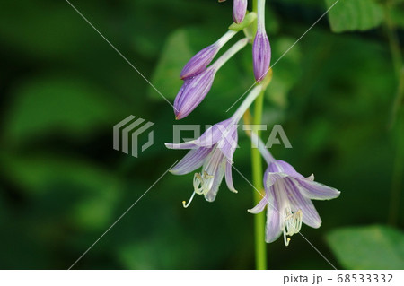 植物 花 ギボウシ 雌しべ 雄しべ ユリ科の写真素材