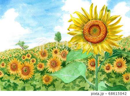 ひまわり一輪のイラスト素材