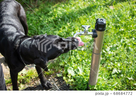 飲む 動物 犬 水の写真素材