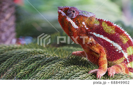 カメレオン 正面 爬虫類の写真素材
