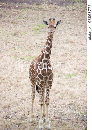 キリン 動物 全身 陸上動物 アミメキリンの写真素材