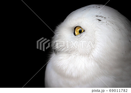 野鳥 フクロウ 顔 アップの写真素材