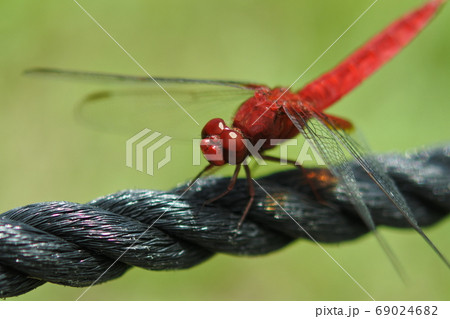 トンボのいる風景の写真素材