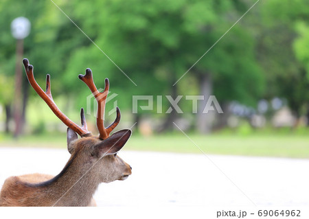 鹿の角の写真素材
