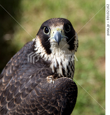 ハヤブサ 隼 鳥 狩りの写真素材