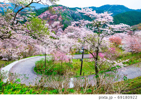 吉野桜の写真素材 - PIXTA