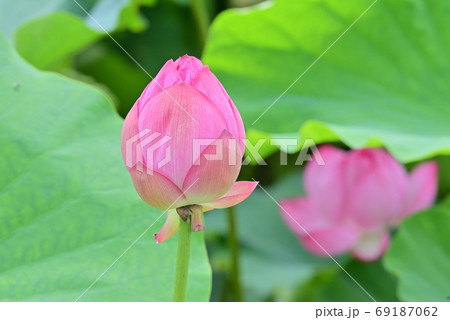 ハスの蕾 淡い緑色とピンク色 ハスの蕾 淡い緑色とピンク色 蓮の花観てきました！②【