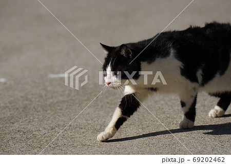 猫 ネコ 正面 歩くの写真素材