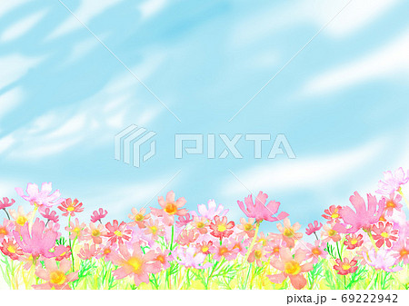 コスモス 秋桜 コスモス畑 風景画のイラスト素材 - PIXTA