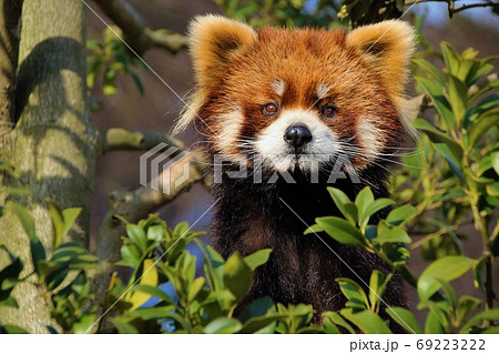 陸上動物 パンダ 顔 正面の写真素材