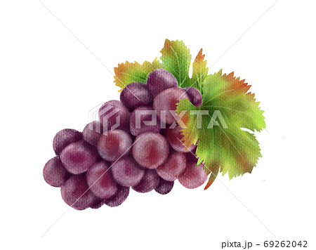 ぶどう 葡萄 秋の味覚 果物のイラスト素材