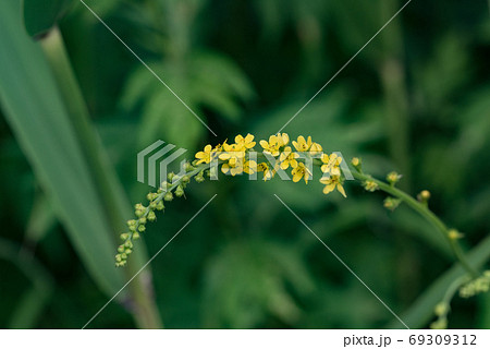小さい花の集まりの写真素材