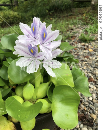 花 緑 水草 浮き草の写真素材