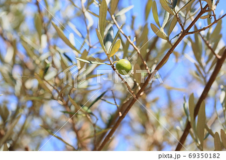 オリーブの枝葉の写真素材