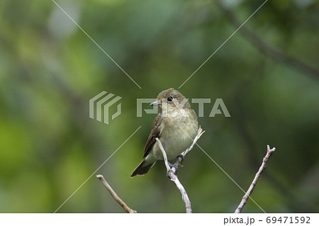 地味な野鳥の写真素材