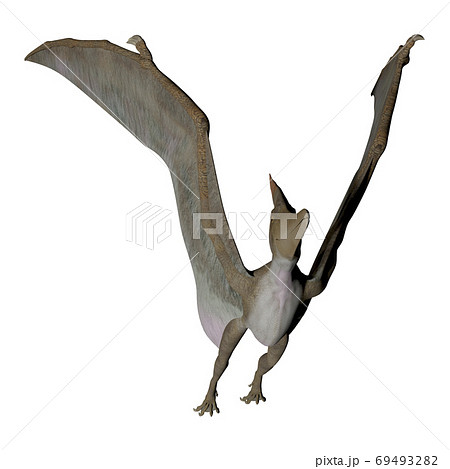 プテラノドンのイラスト素材
