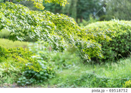 イロハモミジ 木肌 幹 樹皮の写真素材