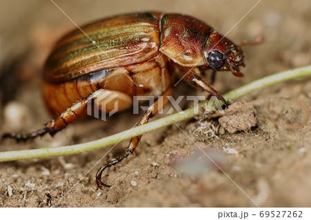 茶色 芝生 昆虫 虫の写真素材