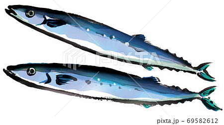秋刀魚 さんま 水墨画 魚の写真素材 - PIXTA