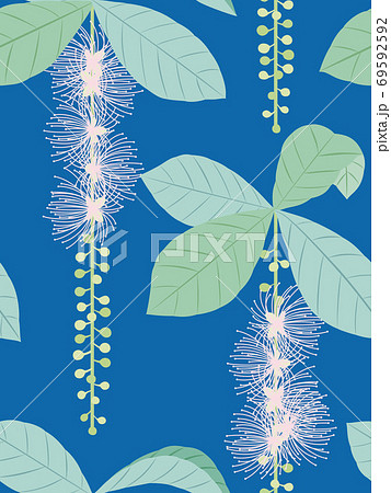 サガリバナのイラスト素材