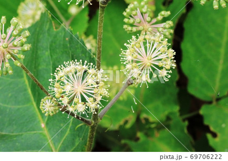 ウドの大木の写真素材