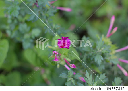 濃いピンク色のホウセンカの花 夏から秋にかけて 道端にての写真素材