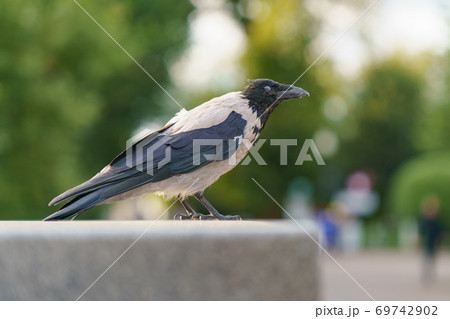 レイヴン カラス からす 烏の写真素材