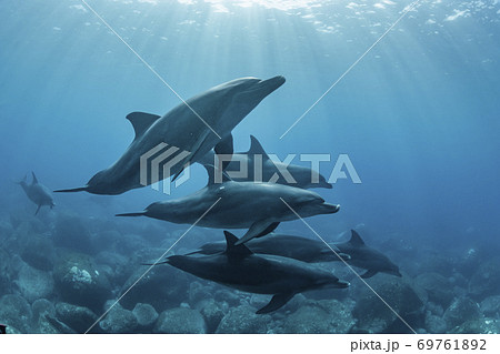イルカの写真素材集 ピクスタ