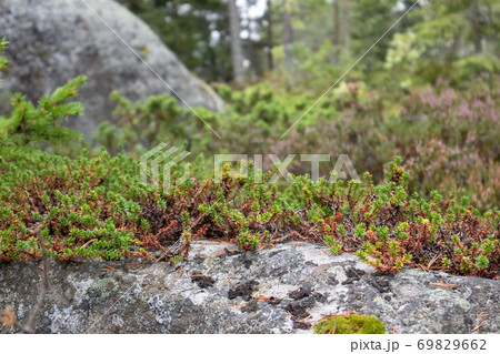 A Bucket Of Lingonberries And A Berry Picker In The Autumn Forest