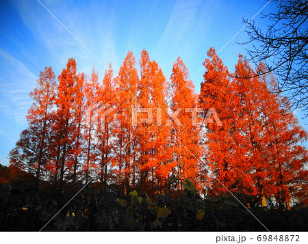 紅葉 ポプラ 植物 木の写真素材