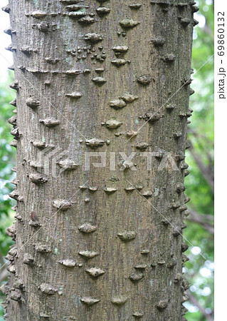 植物 幹 トゲ 木の写真素材