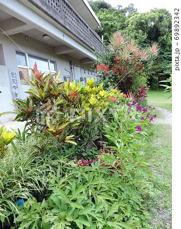 芭蕉布 植物の写真素材