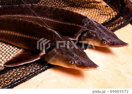 Close up view of the sterlet fish on fishing - Stock Photo