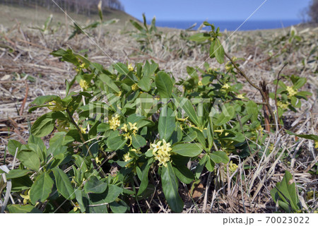 離弁花類 草の写真素材