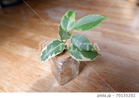 観葉植物 ベンジャミン 花 植物の写真素材